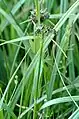 S. sylvaticus未熟な花穂