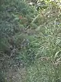 株立ちになる。