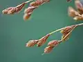 花序の一部少数の集団になって生じる