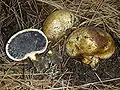 参考：ニセショウロ属の一種の子実体（S. cepa）