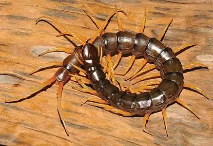 半水棲のスコロペンドラ・カタラクタ