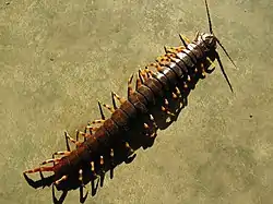 Scolopendra gigantea