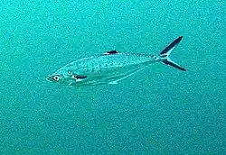 イケカツオ Scomberoides lysan