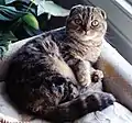 スコティッシュフォールドの短毛種