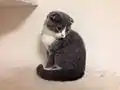 スコティッシュフォールドの子猫