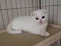 全身真っ白のスコティッシュフォールド