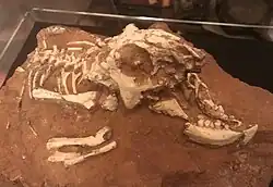 Bagaceratops fossil
