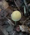ニガクリタケ 小型の個体