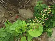 花序軸は四角で太く、花柄も太く腺毛が生える。