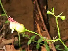 花柄は細く長く、腺毛が生える。花冠は暗赤紫色、ふくらんだ壺形で先は唇形になり、上唇はやや大きく2裂し、下唇の色は3裂し、下唇の中央裂片は反り返る。