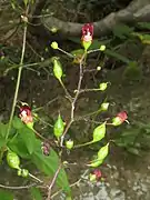 壺形の花。仮雄蕊が1個、その下に雄蕊が4個あり、雌蕊が1個下垂する。茎先によく分枝する円錐花序をつける。花柄は細く腺毛が生える。