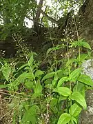 海岸の岩場に群生している様子。