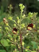 壺形の花。扇状の仮雄蕊が1個、その下に雄蕊が4個あり、雌蕊が1個下垂する。