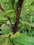 茎に角ばったは4稜がある。
