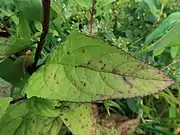 葉に多くのとがった鋸歯がある。