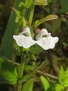 花は唇形で下唇に淡紫色の斑点がある。