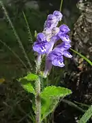 花は一方向に偏って咲く。