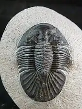 大きな尾部をもつ Scutellum