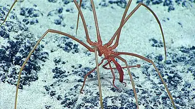 アメリカ領太平洋諸島野生生物保護区にて水深1,495mの海底に生息する個体。