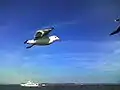 松島観光船とカモメ