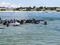 チャタム港のアザラシ
