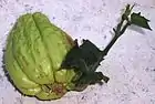 ハヤトウリSicyos edule