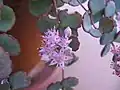 ミセバヤ