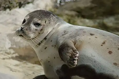 ゴマフアザラシのヒゲ。魚が作る水流などを感知する。