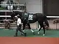 セイウンハーデス
