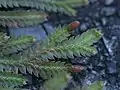 枝先の背面背葉、腹葉の形と先端に無性芽