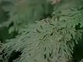 胞子嚢穂のついた枝