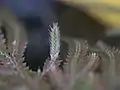 胞子嚢穂の拡大