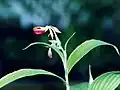 Selenipedium palmifoliumセレニペディウム属
