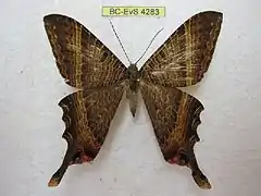 Mania lunus （ニセツバメガ科）