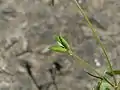 若い果実