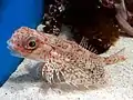 沼津港深海水族館における飼育個体