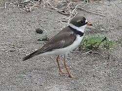 ミズカキチドリ