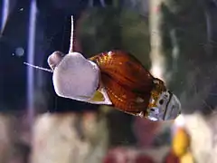 カワニナ類の触角