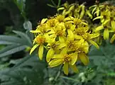 舌状花は5から7個