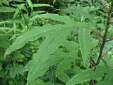 茎と葉柄は赤みを帯びる