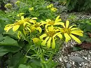 花柄から線形で長い苞が多数つく。