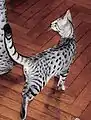 シルバーカラーのエジプシャンマウ