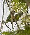 ネズミガシラハネナガインコ