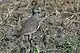 シロビタイゲリV. lugubris