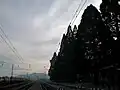 線路のそばにそびえるセコイア