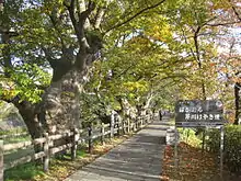 芹川