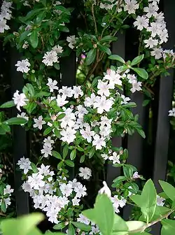 Serissa japonica