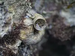 Serpulorbis imbricatus oohebigai12