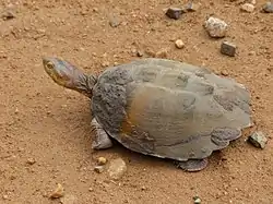 ノコヘリハコヨコクビガメ