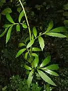 茎中部の葉。